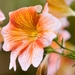 MV9_2914_oranje witte bloem