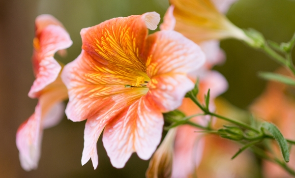 Bloemen in macro