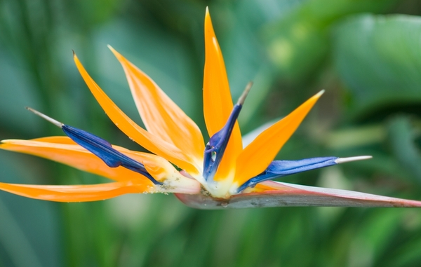 Bloemen in macro