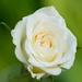 MV9_3030_Witte roos