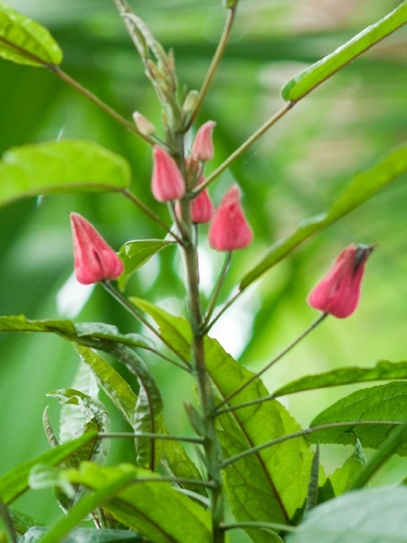 Bloemen koninklijke serres