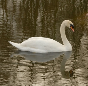 2008 03 02 042 Witte zwaan