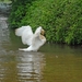 Zwaan droogt pluimen