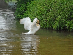 Zwaan droogt pluimen