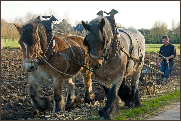 DSC_1971_Trekkende paarden_ 72 Px