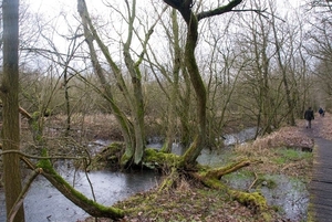 DSC_1516_Stilte natuur Maaseik