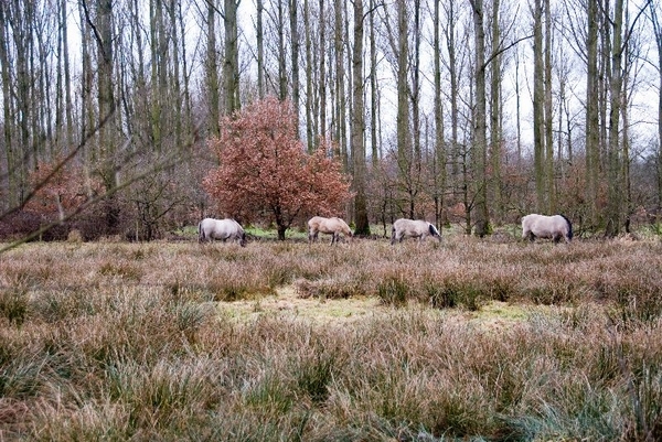 Boswandeling in de winter