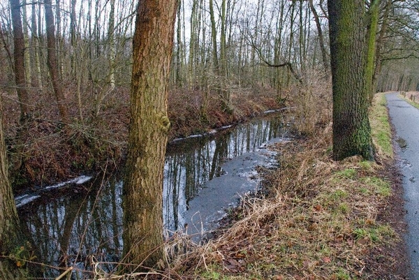 Boswandeling in de winter