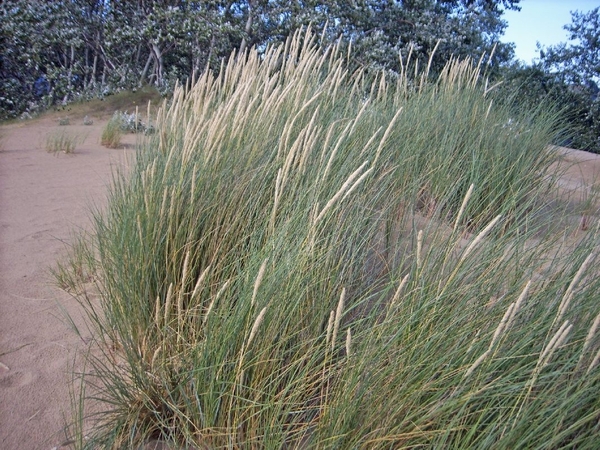Zomervakantie aan zee
