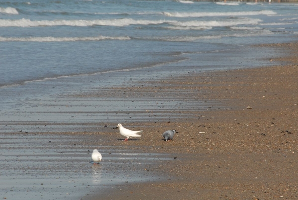 Zomervakantie aan zee