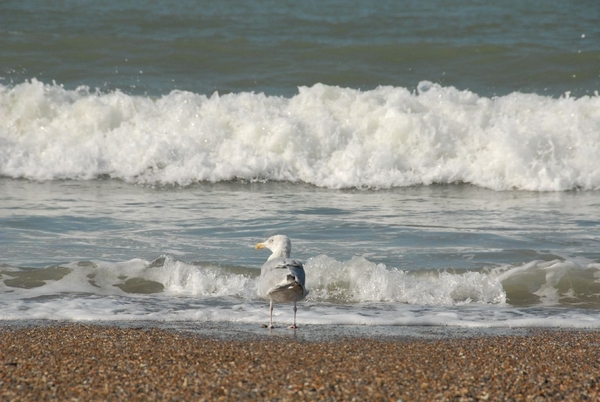 JSC_0103 Meeuwen op wacht