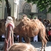 Brugge H. Bloed processie 2009 067