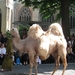 Brugge H. Bloed processie 2009 068