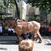 Brugge H. Bloed processie 2009 094