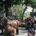 Brugge H. Bloed processie 2009 139