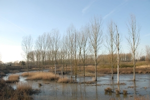 DSC_1550 Overstromingsgebied in de winter Hamme