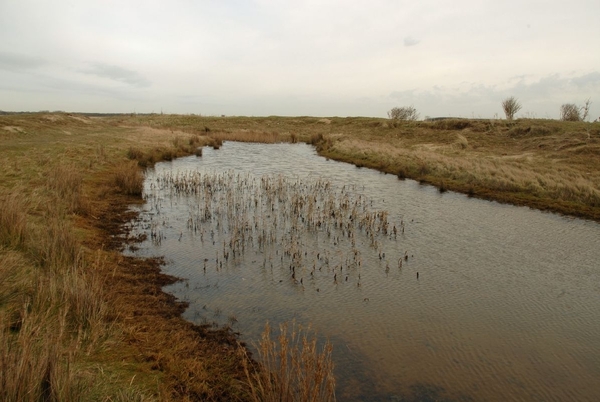Wandeling  in en aan 't Zwin Knokke