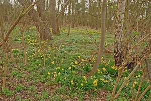 2008 03 02 039 Paaslandschap in het zwin