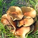 JSC_0173_Paddestoelen