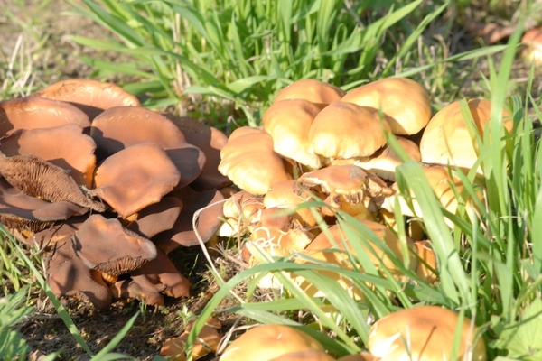 JSC_0176_Groep paddestoelen