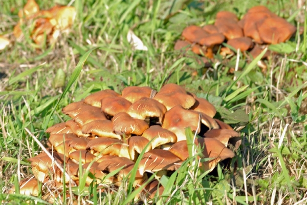 Wandeling  langsheen sloten Hamme