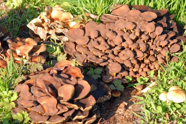 JSC_0179_Bruine paddestoelen