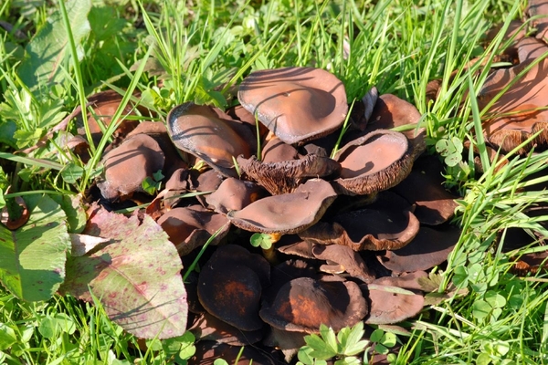 JSC_0181_Bruine paddestoelen