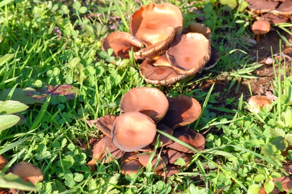 JSC_0182 Paddestoelen