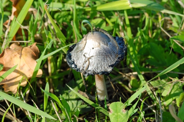 Wandeling  langsheen sloten Hamme