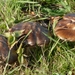 JSC_0155_Paddestoelen