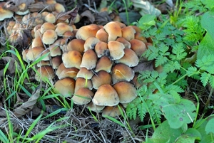 JSC_0157 Paddestoelen