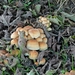 JSC_0159_200810 Paddestoelen