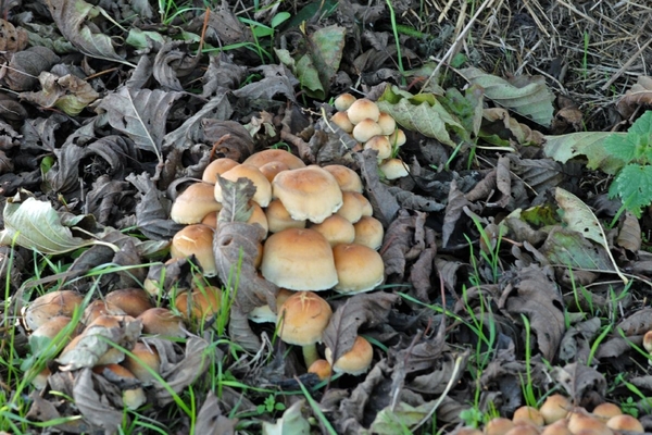 JSC_0159_200810 Paddestoelen