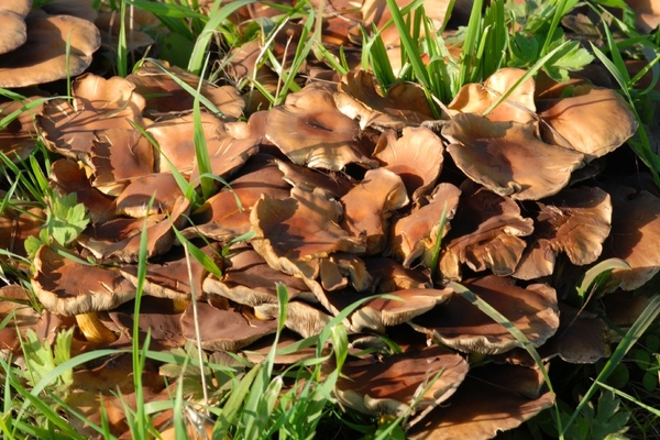 Wandeling  langsheen sloten Hamme