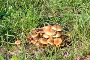 JSC_0162_Groep paddestoelen