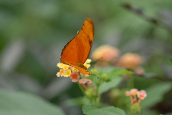 Opnamen in de vlindertuin Knokke