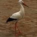 2008 03 02 034 Ooievaar