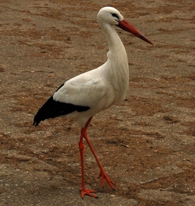 2008 03 02 034 Ooievaar
