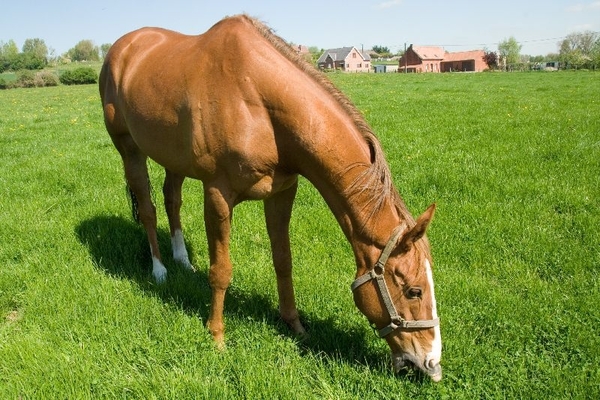 MV9_2567_Galmaarden grazend paard