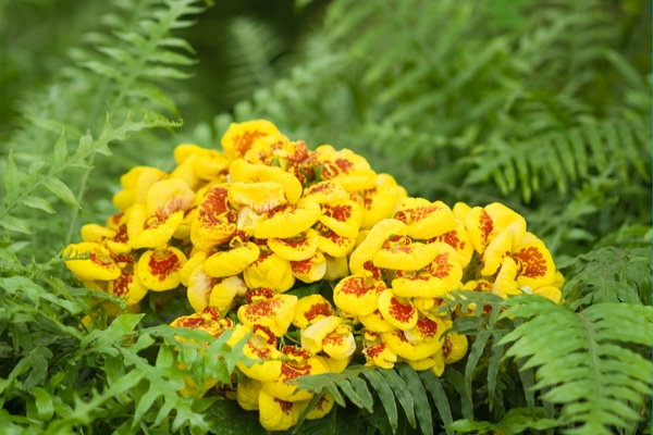 Wandeling in de serres te Laken