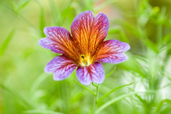 Wandeling in de serres te Laken