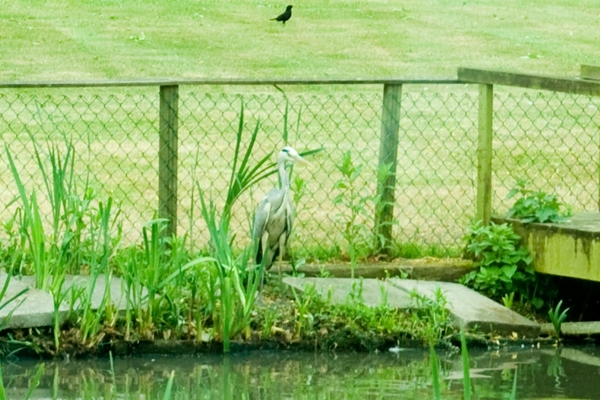 Reiger vangt karper