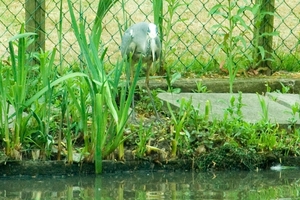 MV9_2940_Reiger bespeurt iets