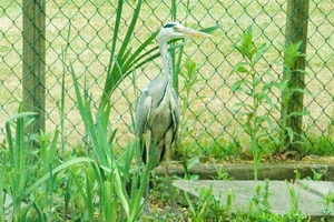 MV9_2941_Reiger op wacht