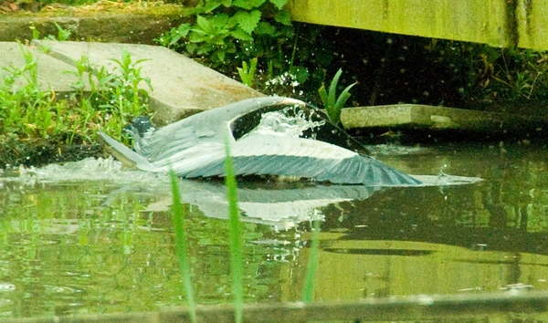 Reiger vangt karper