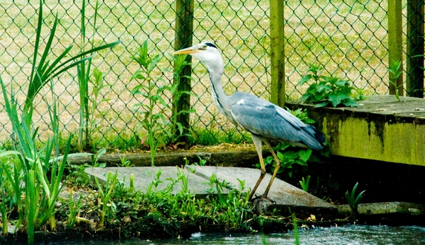 Reiger vangt karper