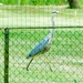 MV9_2946Reiger op rooftocht