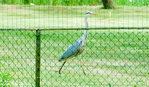 MV9_2946Reiger op rooftocht