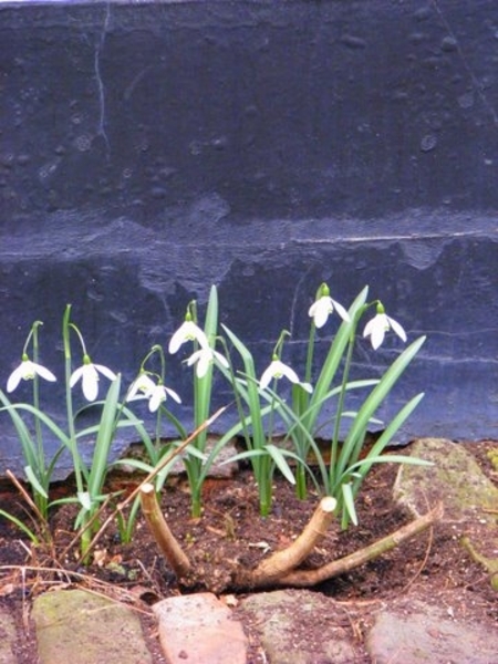 Sneeuwklokjes in Lier