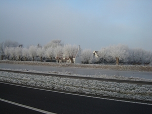vorst 003
